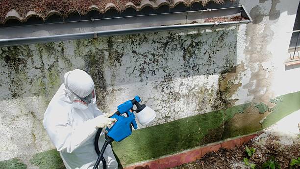 Trusted Black Mold Removal service in Lilburn, GA - Cheap Mold Removal